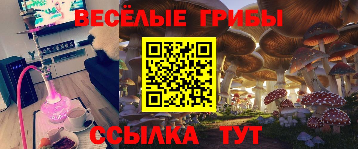 Псилоцибиновые грибы Psilocybine cubensis Сургут